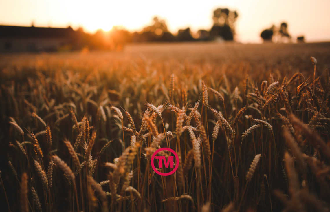 Wheat The Family: The Best Wheat Straw Promotional Products