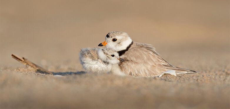 3 Of Our Favourite Memorable Mothers Day Marketing Ideas