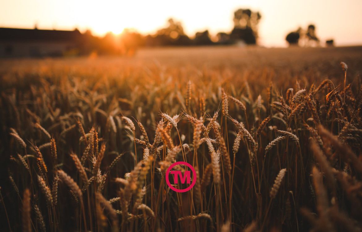 Wheat The Family: The Best Wheat Straw Promotional Products
