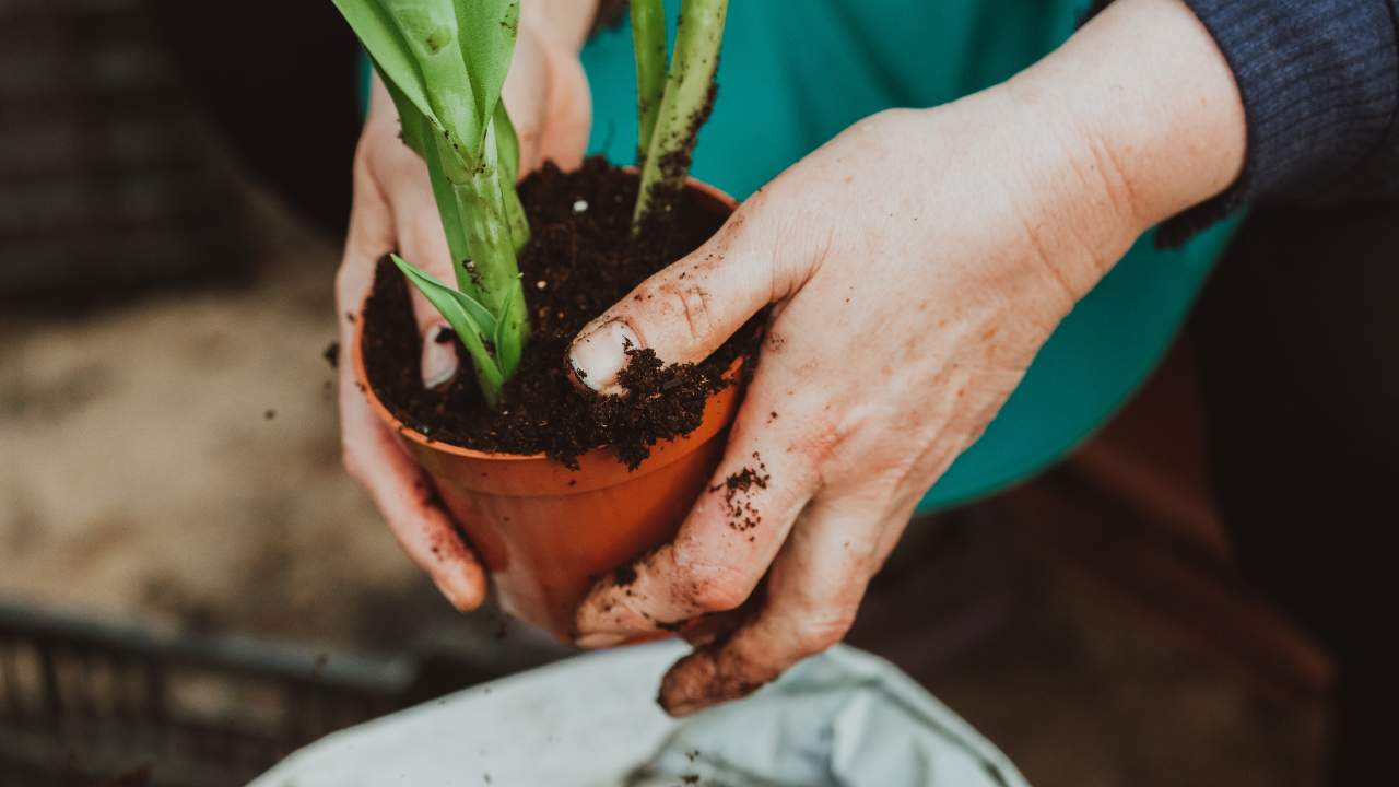 Plantable Promotional Products To Let Your Brand Bloom In Spring 2024