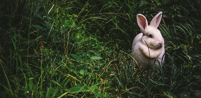 Egg-cellent Easter Marketing Campaigns