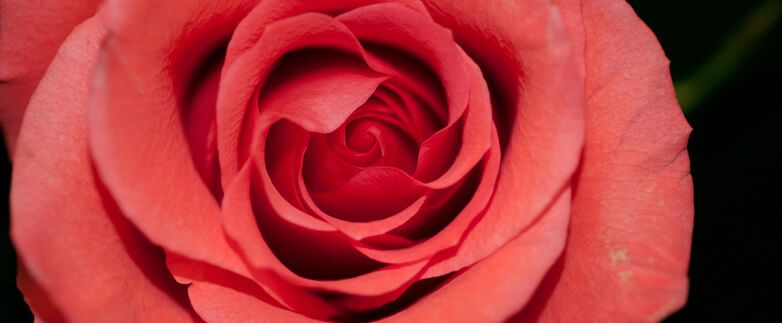 Valentine's Day Marketing Campaigns We Love to Love: Part 1