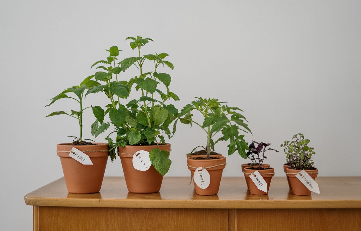 Promotional Seeds & Plants To Grow Your Brand Awareness - Literally!