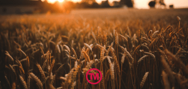 Wheat The Family: The Best Wheat Straw Promotional Products