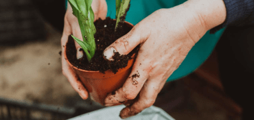 Plantable Promotional Products To Let Your Brand Bloom In Spring 2024