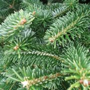 Christmas Tree Desktop Garden Tube
