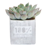 Branded Concrete Pot With Succulent Plant With An Engraved Design From Total  Merchandise