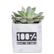 Branded Concrete Pot With Succulent Plant With A 1 Colour Print Design From Total Merchandise