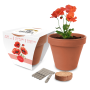 Express Essentials Clay Pot Gardens