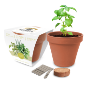 UK Printed Express Clay Pot Gardens filled with Mixed Herb or Wildflower Seeds by Total Merchandise