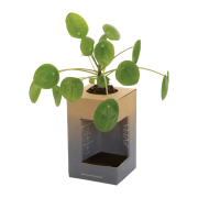 The packaging can be used as a flower pot