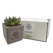 Logo branded Succulent Plant in Concrete Pot in Grey with a design from Total Merchandise