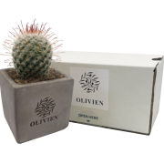 Cactus Plant in Concrete Pot in Grey with the box from Total Merchandise