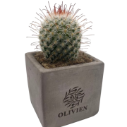 Branded Cactus Plant in Concrete Pot in Grey with a design from Total Merchandise
