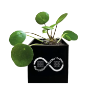 Small Aluminium Planted Pot with Money Plant in Black