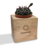 Promotional Cactus Plant in Wooden Plant Pot engraved with your company logo from Total Merchandise