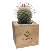 Personalised Cactus Plant in Wooden Plant Pot engraved with your company logo from Total Merchandise