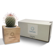 Customised Cactus Plant in Wooden Plant Pot engraved with your company logo from Total Merchandise