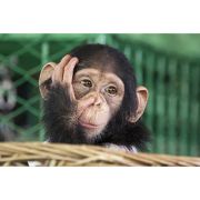 A3 Traditional Wall Calendars Stock Images of  Cute Animals