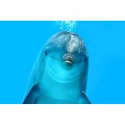 Promotional Square Easel Calendars with Stock Images of  Underwater World
