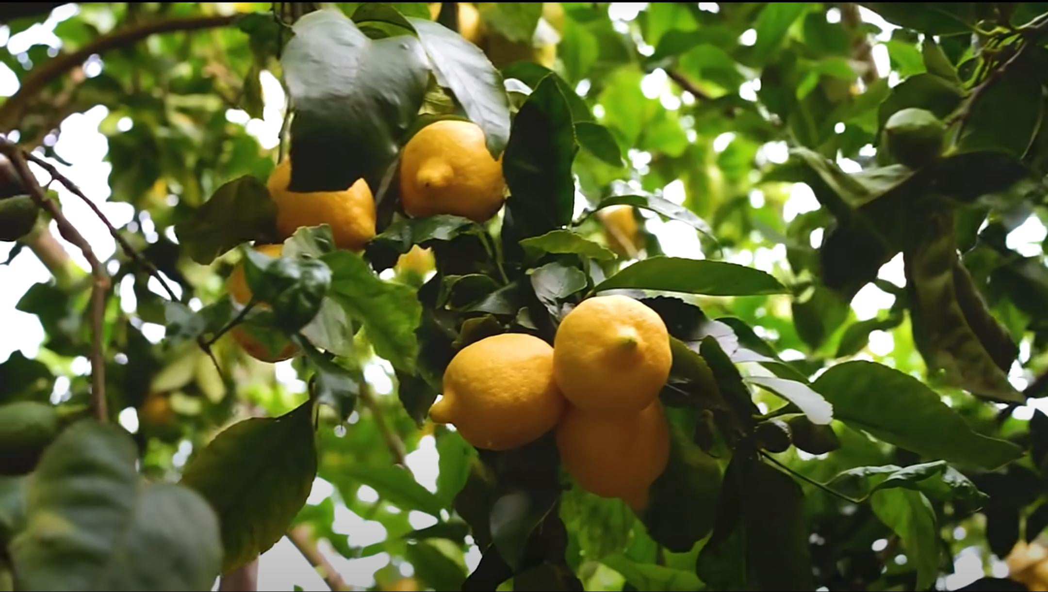 Citromolaj bemutato video