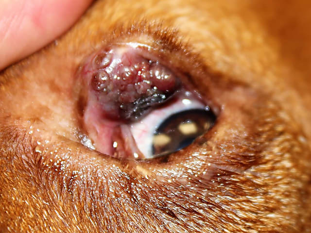 Szemhéjdaganat kutyákban