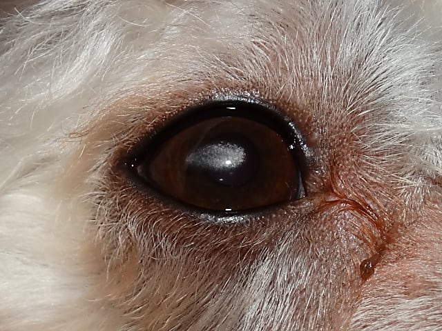 Szaruhártya disztrófia