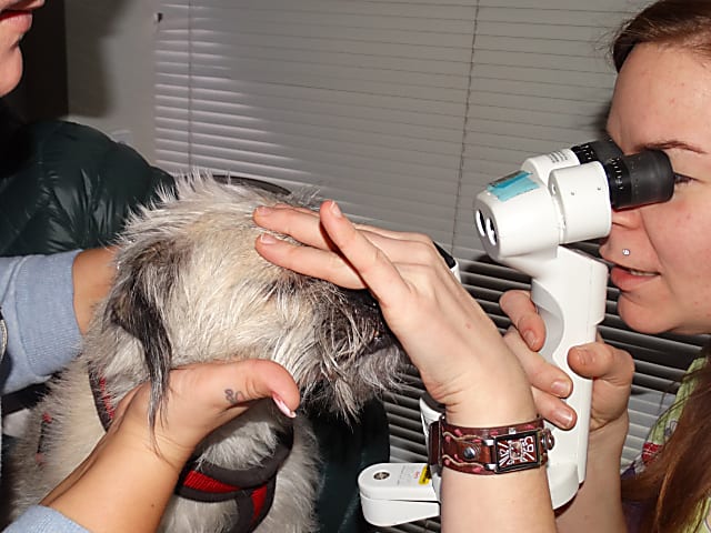 Szemészeti vizsgálat