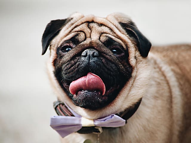 Mopszok szemészeti betegségei