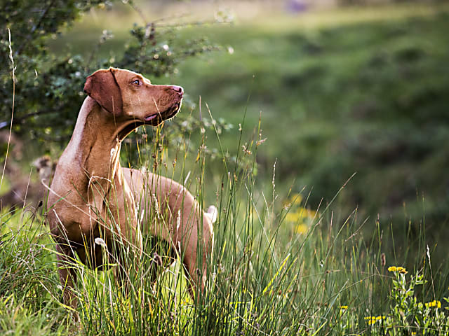 Vizsla tájékoztató