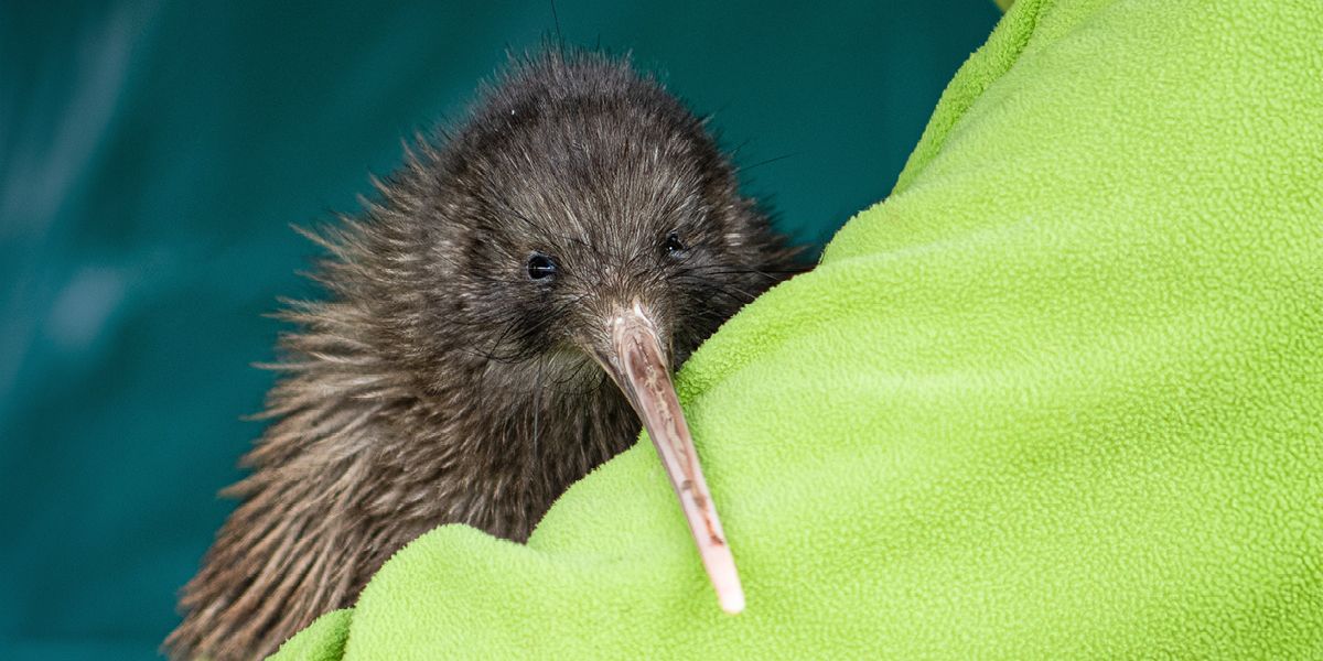 Hike Pelorus Track, explore Brook Waimārama Sanctuary