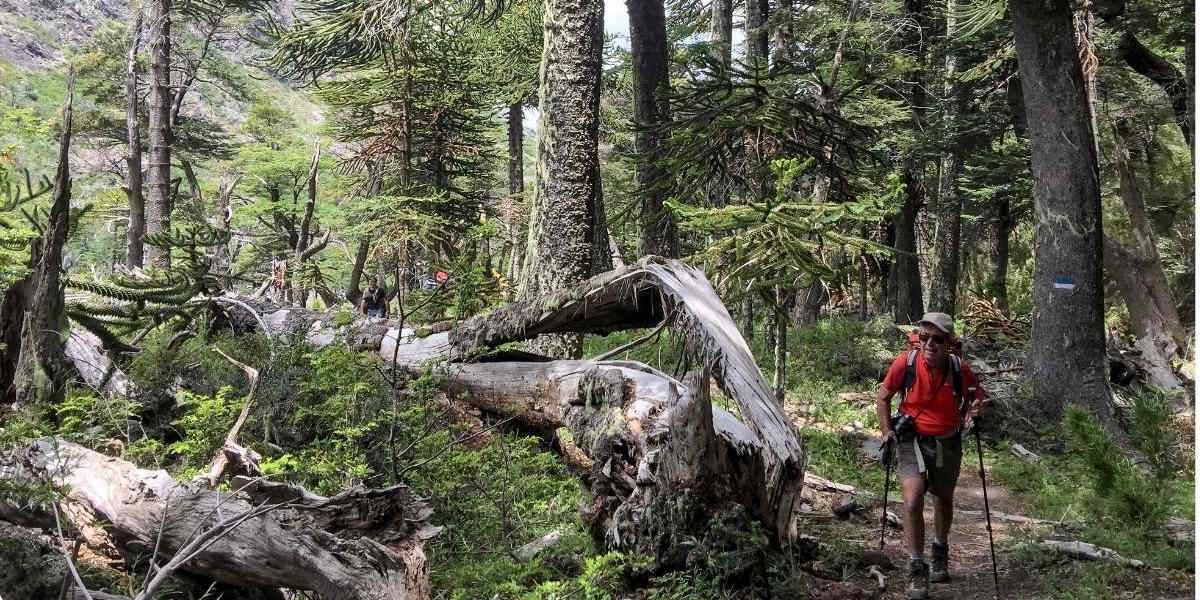 Hike Lacar Lake, ferry to Huilo Huilo Reserve