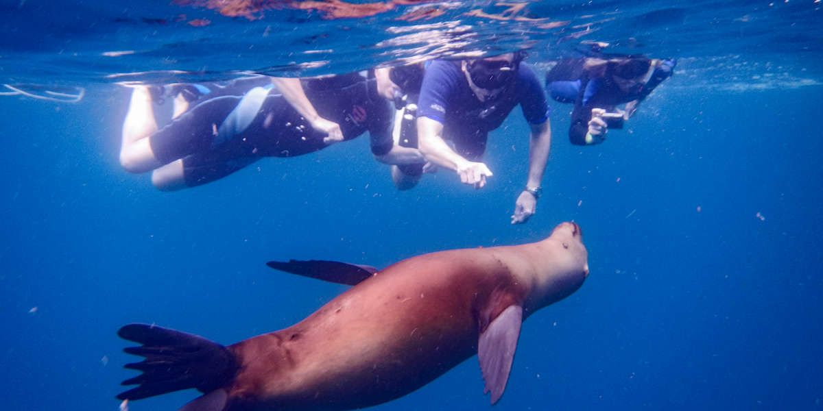 Snorkeling at Los Túneles and Wetlands Walk to Breeding Center