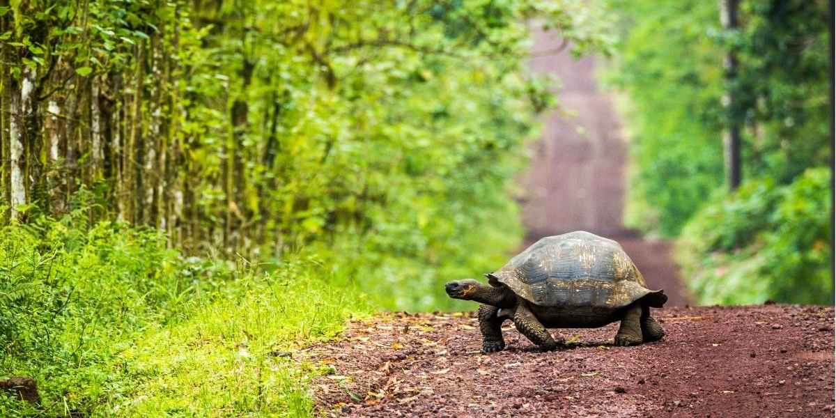Fly to the Galapagos Islands