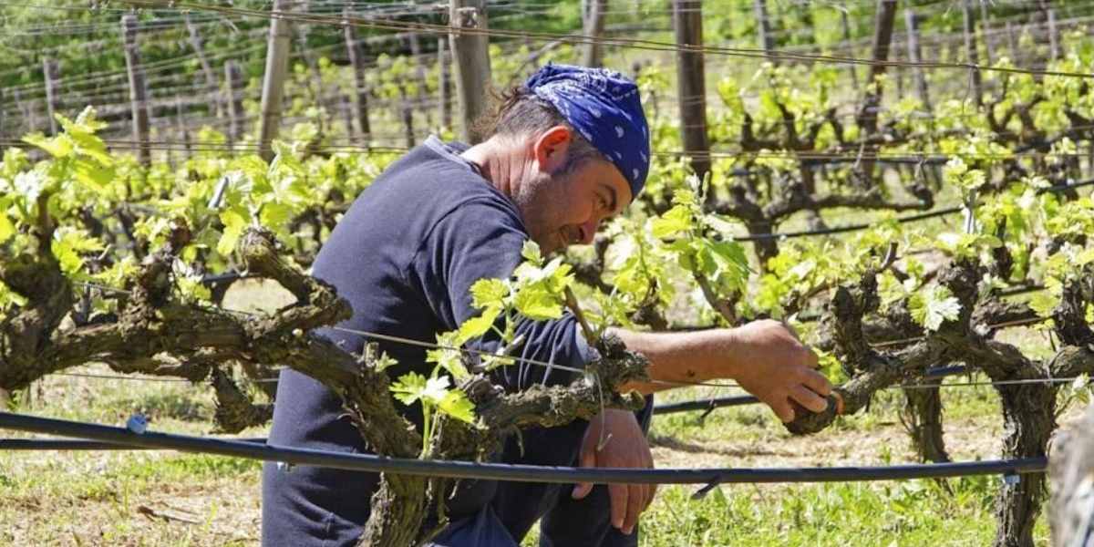 Fly to Thessaloniki, visit vineyards, arrive at the foot of Mt Olympus