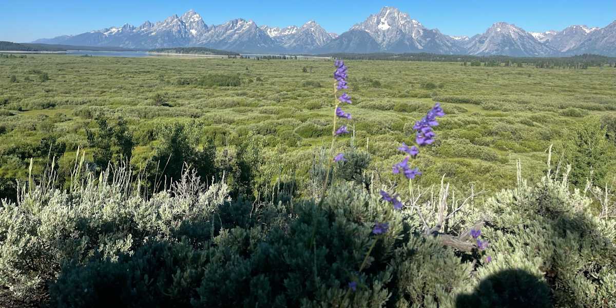 Arrive into Jackson and Grand Teton National Park
