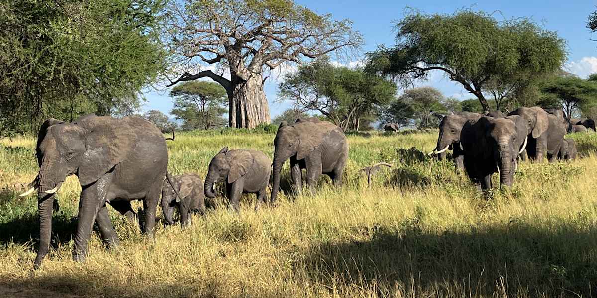 Serengeti & Ngorongoro Crater Safari