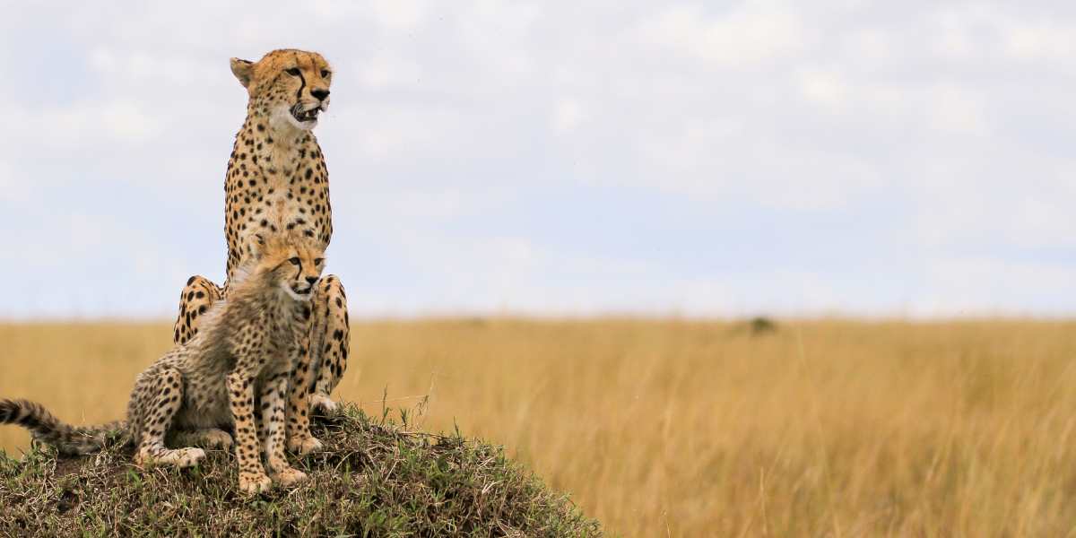 Serengeti & Ngorongoro Crater Safari
