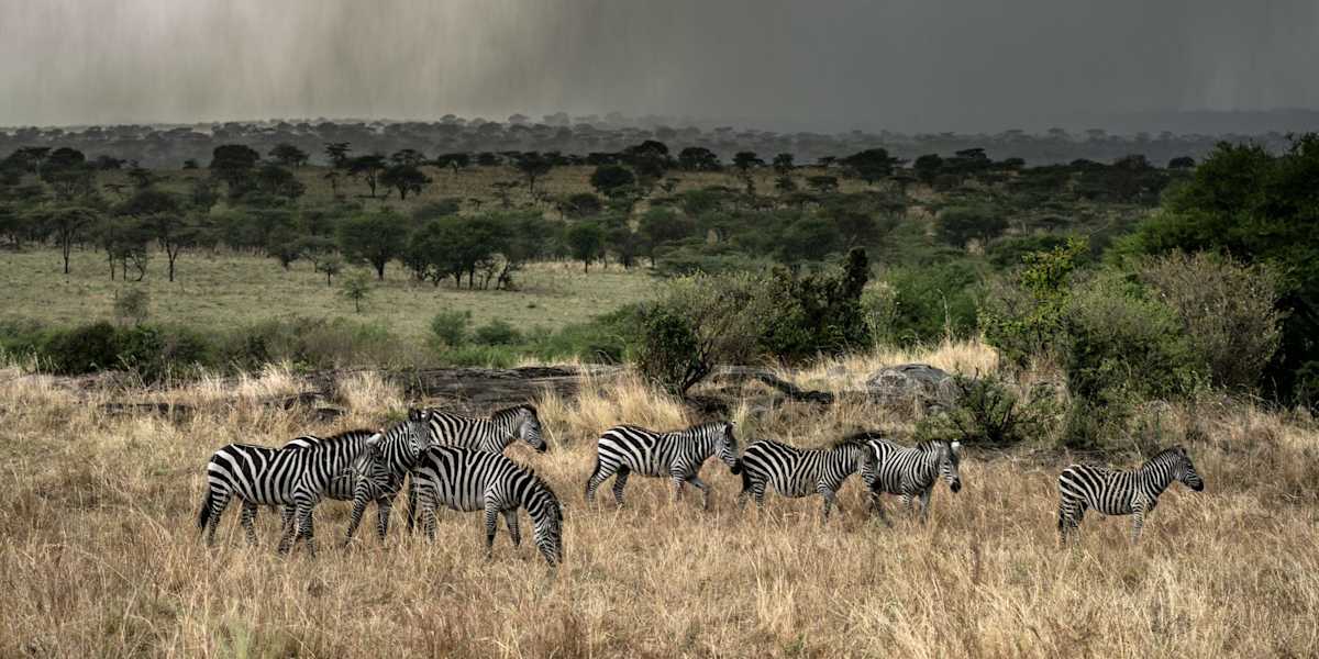 Serengeti & Ngorongoro Crater Safari