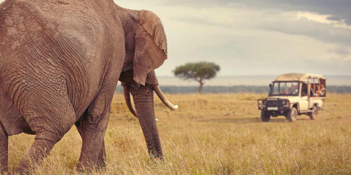 Serengeti & Ngorongoro Crater Safari