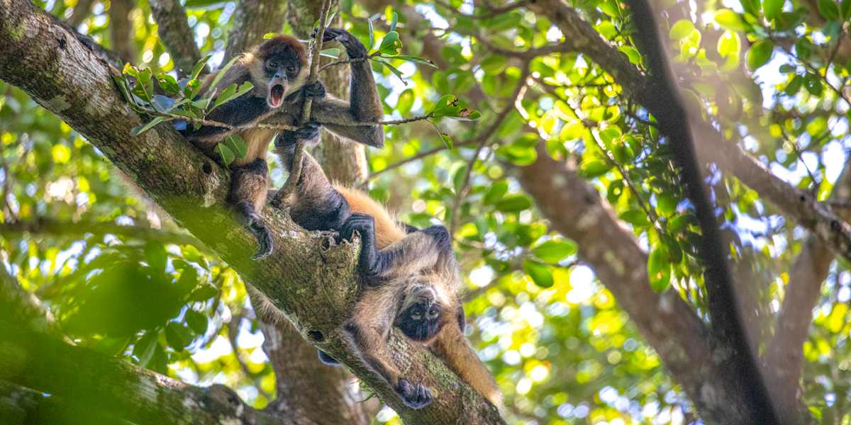 Crocodile Tour & Playa Hermosa