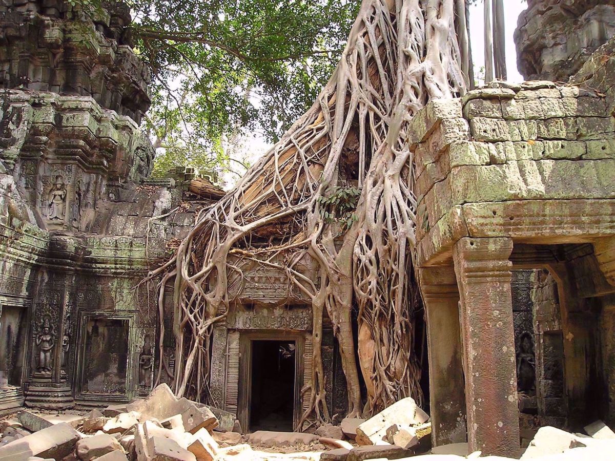 Angkor Wat Add On Bike Tour Temple Enveloped by Tree