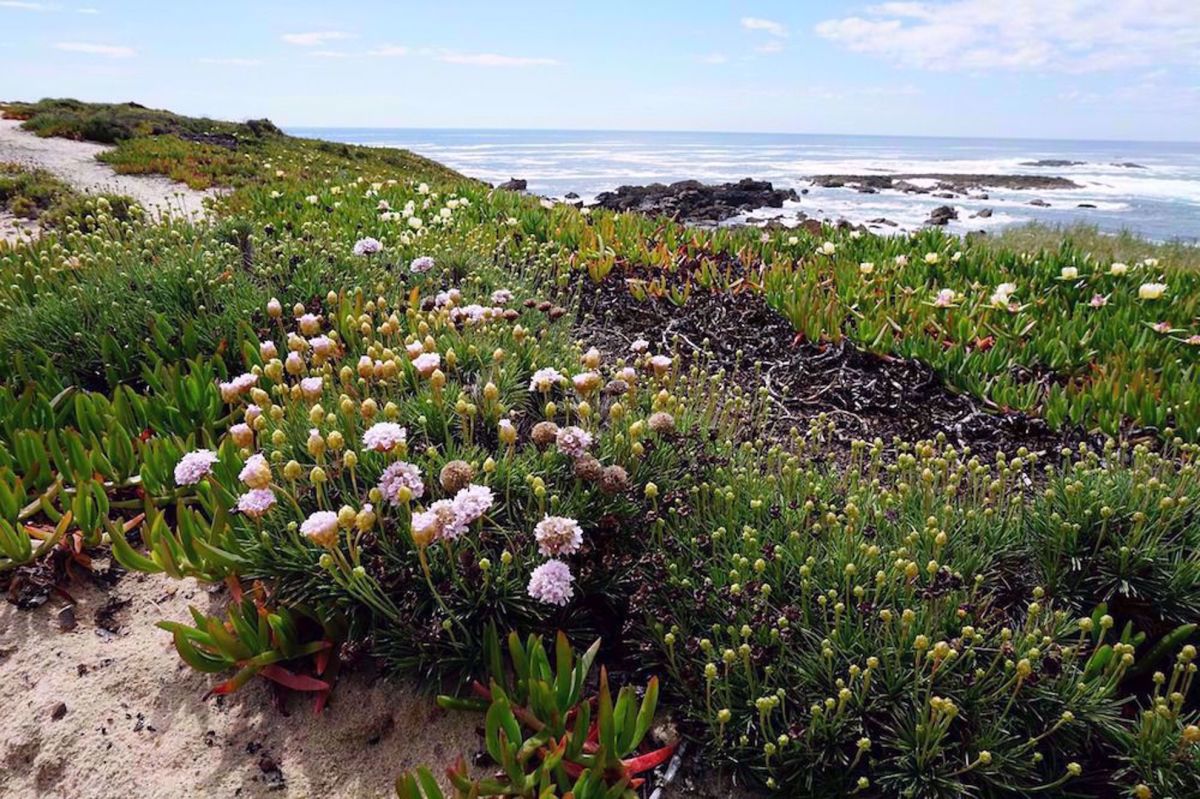 Portugal Beaches & Castles Bike Tour flowers by the coast