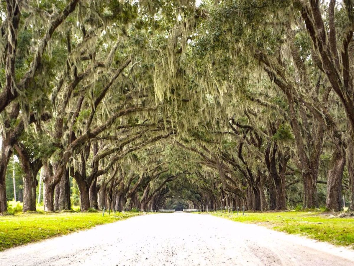 Florida Georgia Islands Bike Tour Oak Trees around trail