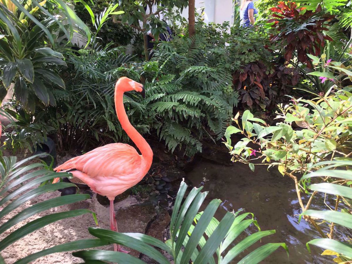 Florida Keys Multi Adventure Bike Tour flamingo