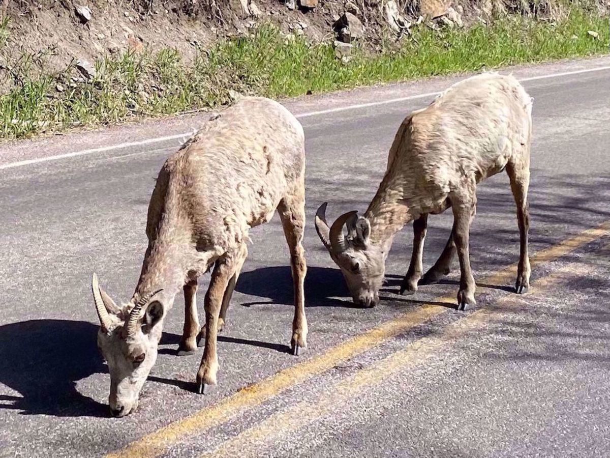 Mickelson Rail Trail & Black Hills Bike Tour Deer on the road
