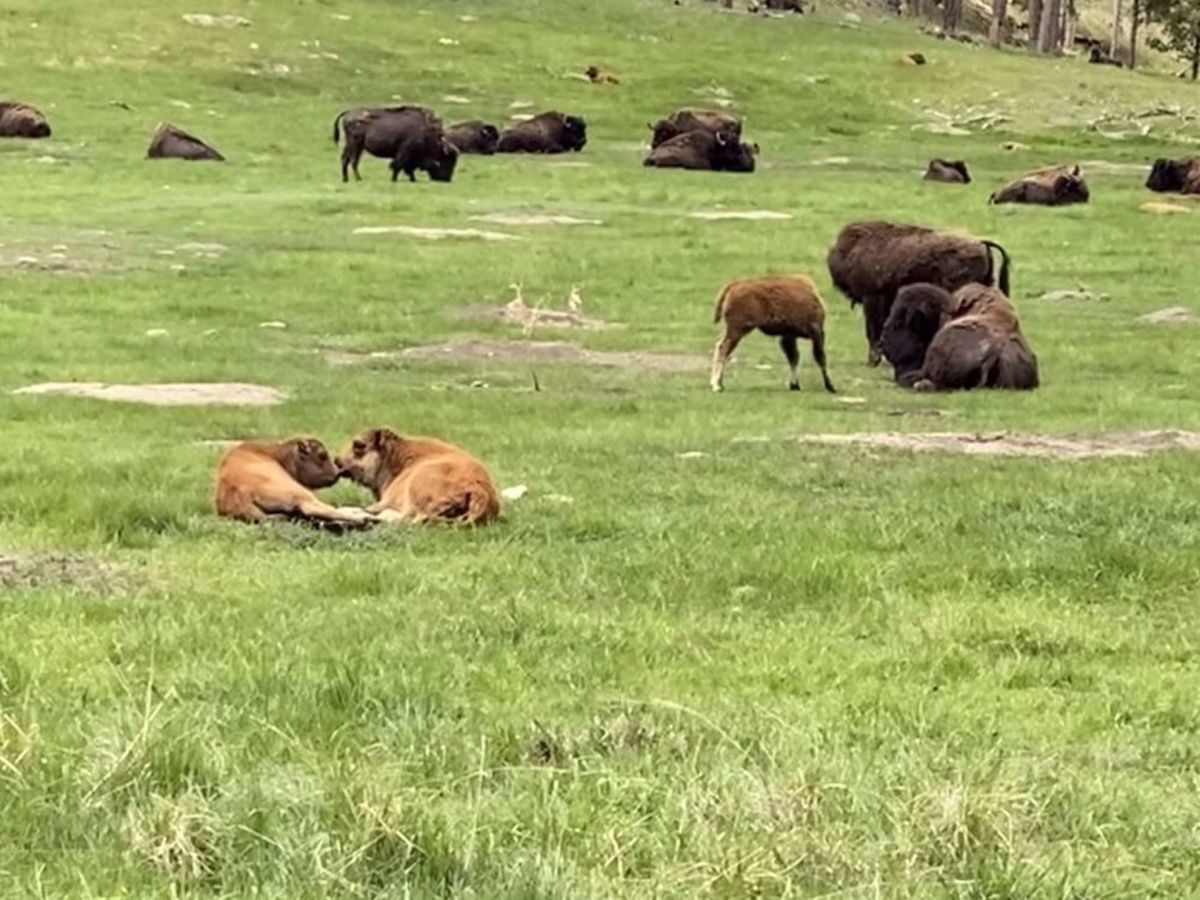 Mickelson Rail Trail & Black Hills Bike Tour field with wildlife