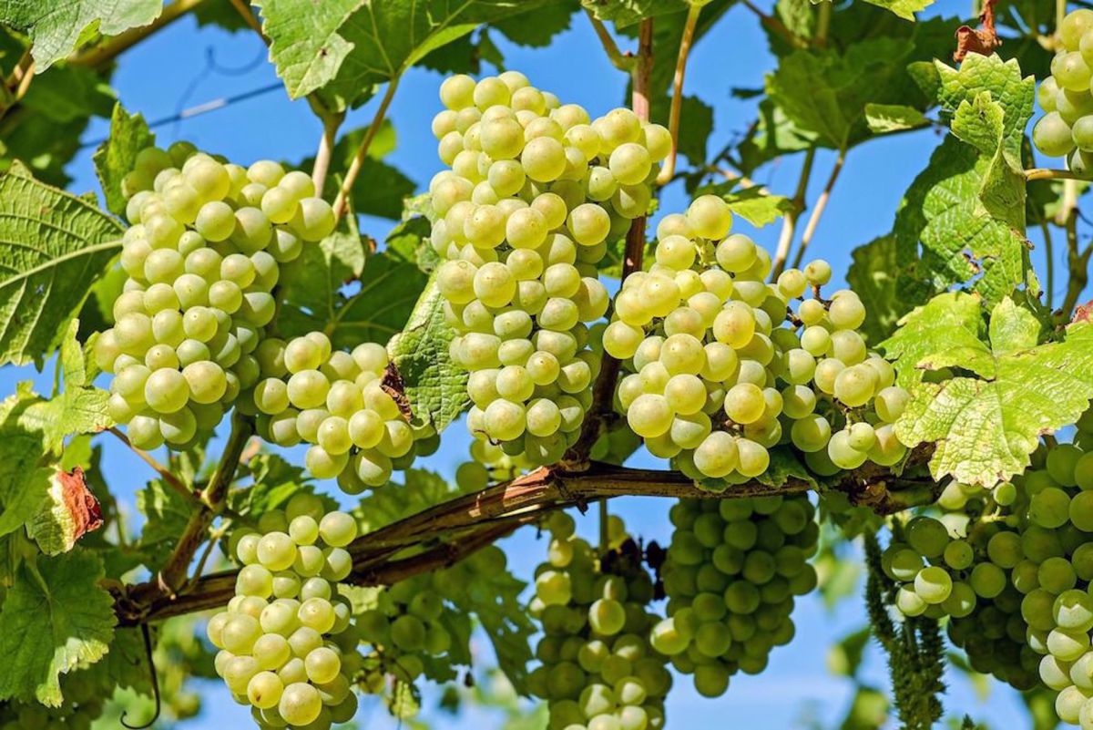 NY Finger Lakes Bike Tour Grape vines
