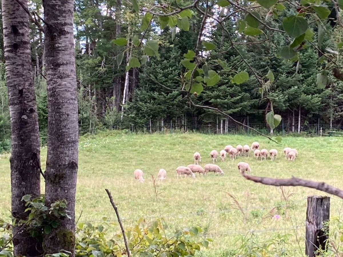 P'tit Train du Nord Bike Tour sheep along the trail