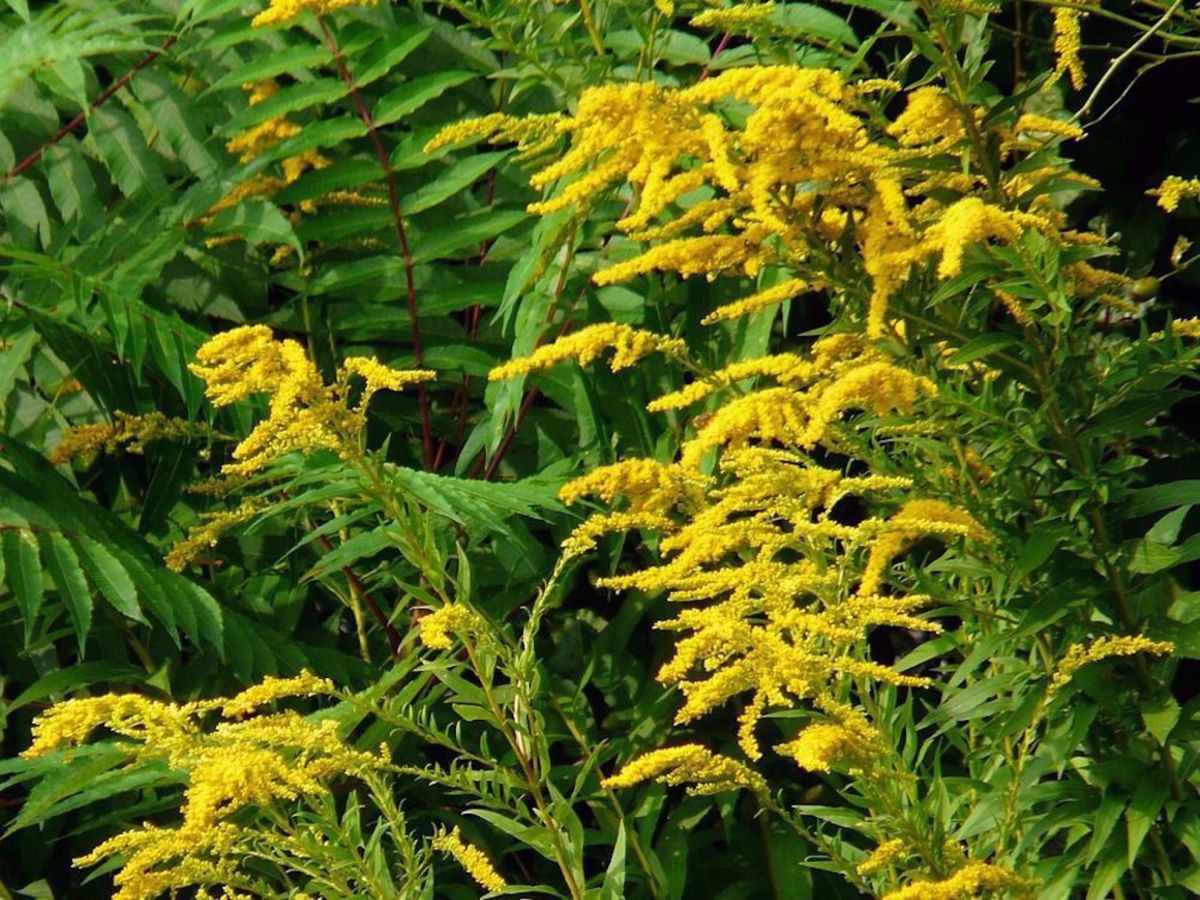 P'tit Train du Nord Bike Tour Goldenrod